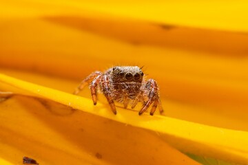 Macro close-up of a Phidippus spider standing on a yellow petal