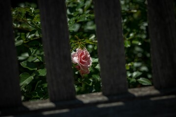 Stunning pastel pink rose seen from a wooden fence