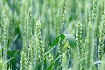 Green spring wheat field close-up. Young wheat ears or spikelets with blurred background....