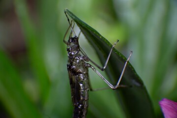 Macro close-up of a crane fly standing on a green leaf