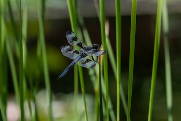 Macro close-up of a dragonfly with its wings stretched out on the grass