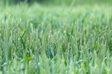 Green spring wheat field crops close-up. Young wheat spikelets with blurred background. Agriculture in Ukraine