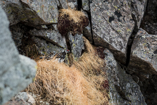 A grouse sitting on rocks
