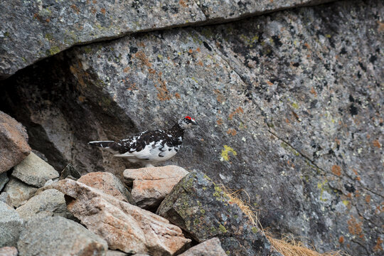 Grouse sitting on stone