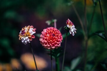 Closeup shot of blooming pink dahlia flowers in a garden