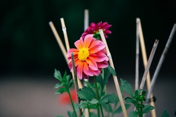 Closeup shot of a blooming pink dahlia flower in a garden