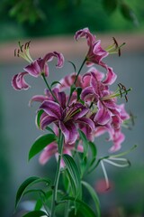 Vertical shot of blooming pink lily flowers in a garden