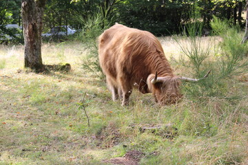 Une vache Highland broutant dans le Morvan