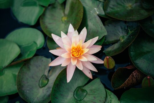 Closeup shot of a blooming water lily flower in a pond with lotus leaves