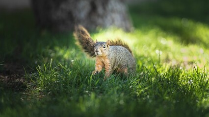 Closeup of a Gray Squirrel perched on green grass