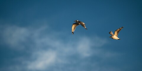 Group of birds soaring through a clear blue sky, Salt Lake City, Antilope Island