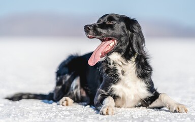 Black and white dog laying on a frozen lake in Salt Lake City