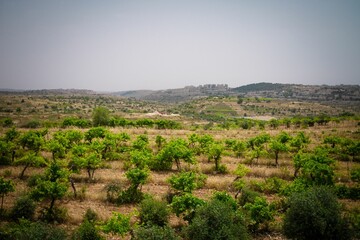 Fototapeta na wymiar Vineyard in Judean Hills Overlooking Israeli Settlement Efrat.