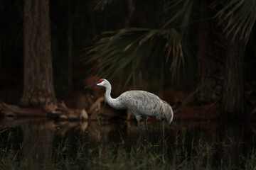 Beautiful shot of a sandhill crane wading in a pond in a forest
