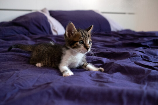Portrait of adorable kitten in bedroom