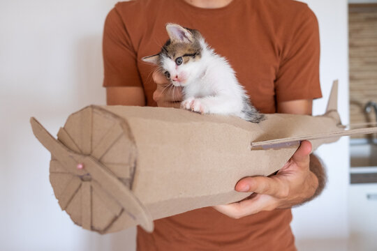 Anonymous male playing with the kitten in handmade toy airoplane.