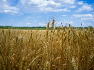Rural landscape with a golden field of ripe wheat cornfield illuminated by a bright sky