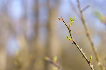 The buds open on the tree in early spring. Background with selective focus and copy space for text or inscription