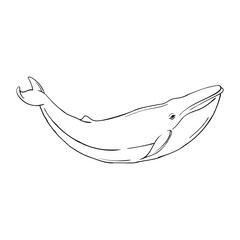 Hand drawing style of whale vector. It is suitable for animal icon, sign or symbol.