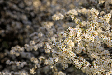 Backdrop of flowering trees in early spring. Spring background with copy space
