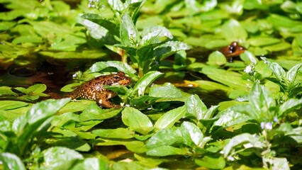 Solitary common frog perched atop a cluster of aquatic vegetation