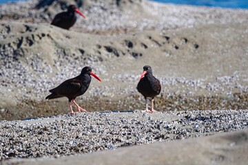 Scenic view of black oystercatchers standing on the shore