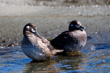 Scenic view of female harlequin ducks sitting in the water