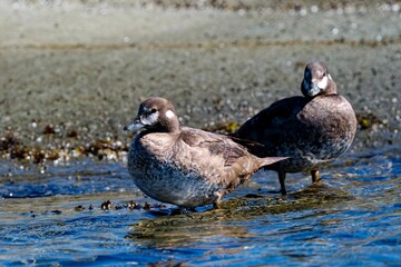 Scenic view of female harlequin ducks in the water