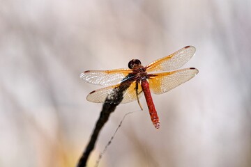 Macro closeup of a dragonfly standing on a thin branch against a blurred background