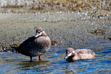 Scenic view of female harlequin ducks in the water, one of them floating, the other one standing