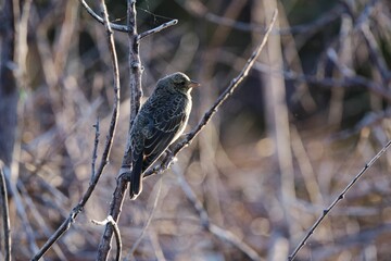 Adorable brown-headed cowbird standing on a bare tree branch