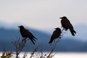 Scenic view of three ravens standing on tree branches at dawn