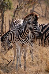 Group of zebras standing amongst the tall grass in a field.