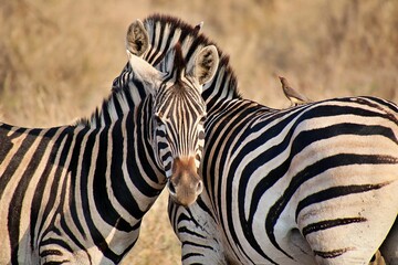 Fototapeta na wymiar Two zebras in their natural habitat.