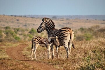 Fototapeta na wymiar Female zebra with a foal standing in a grassy field.