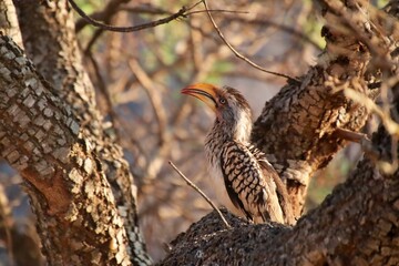 Southern yellow-billed hornbill perched on a tree branch. Tockus leucomelas.