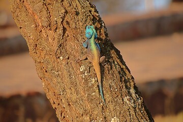 Black-necked agama resting on a tree trunk. Acanthocercus atricollis.