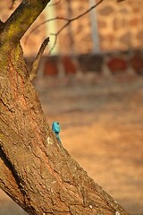 Black-necked agama resting on a tree trunk. Acanthocercus atricollis.
