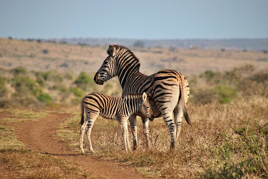 Female zebra with a foal standing in a grassy field.