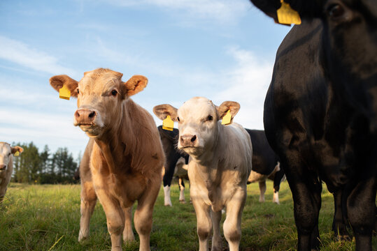  Farm cow family portrait of calfs 