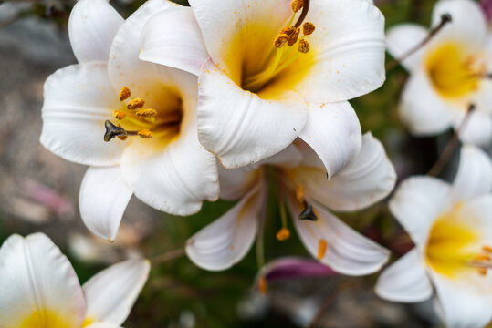 Macro white lily flower with pollen  - Powered by Adobe