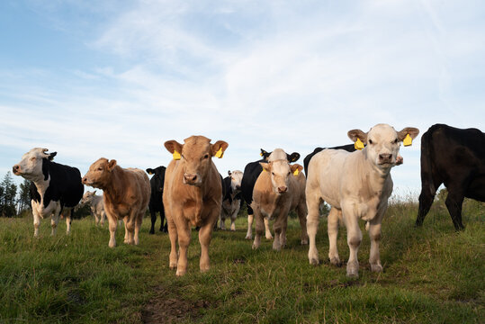 Farm cow family portrait of calfs 