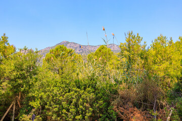 Thickets of greenery in the mountains. Background