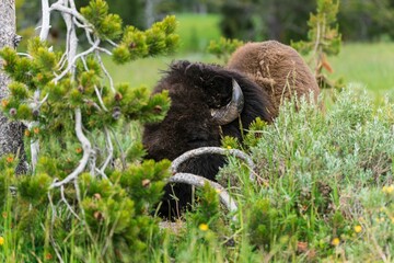 Wild bison in Yellowstone National Park.