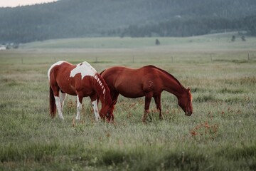 Beautiful horses grazing in a field in West Yellowstone Montana in the evening during sunset.