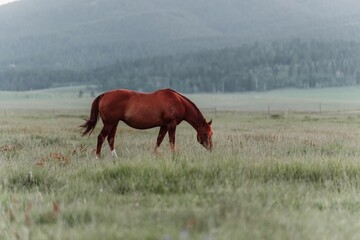 Beautiful horse grazing in a field in West Yellowstone Montana in the evening during sunset.
