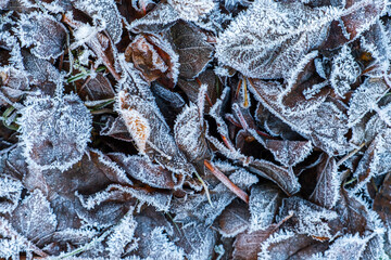 Frosty leaves with shiny ice frost in snowy forest park. Fallen leaves covered hoarfrost and in snow. Tranquil peacful winter nature. Extreme north low temperature, cool winter weather outdoor