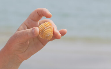 Female hand holding a seashell on the background of the sea.