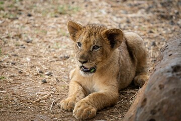 Baby Lion relaxing and looking around