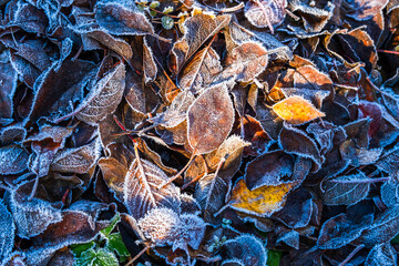 Frosty leaves with shiny ice frost in snowy forest park. Fallen leaves covered hoarfrost and in snow. Tranquil peacful winter nature. Extreme north low temperature, cool winter weather outdoor